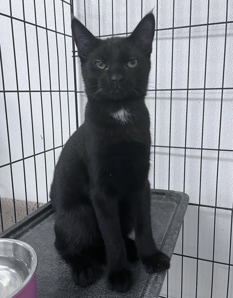 A young large-sized male Domestic Short Hair cat named Leo for adoption in Youngstown, OH