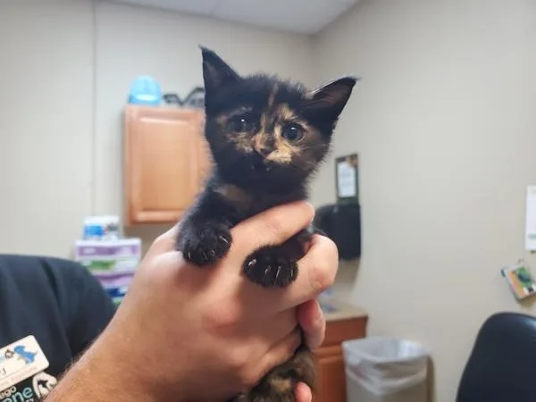 A baby small-sized female Domestic Short Hair cat named Kimothy for adoption in Oceanside, CA