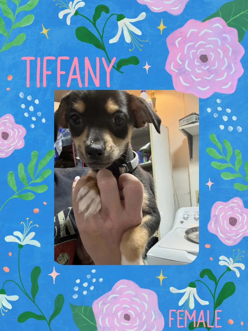 A baby small-sized female Chihuahua dog named Tiffany for adoption in Eugene, OR