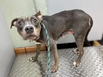 An adult medium-sized female Terrier dog named Zoey for adoption in Gainesville, FL