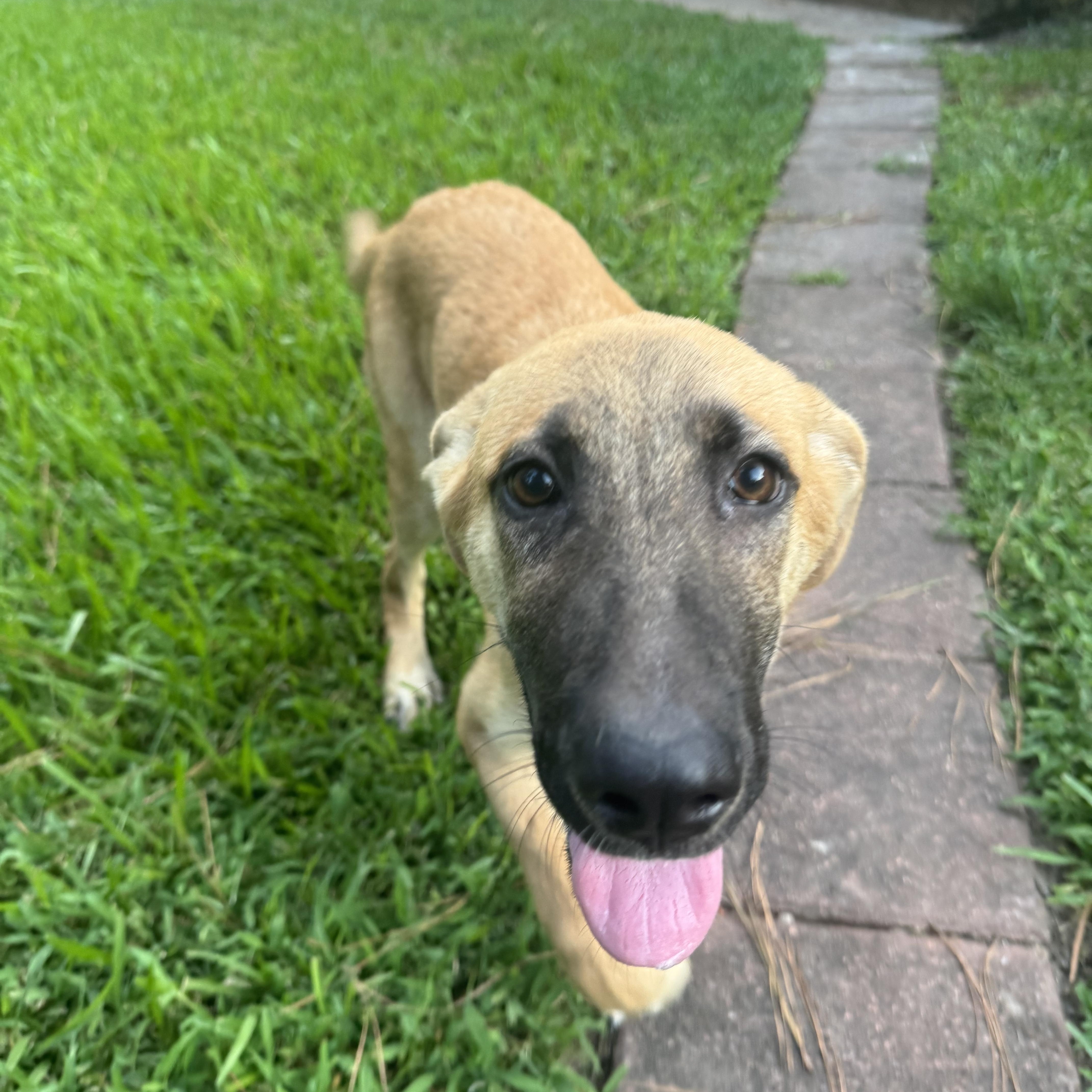 A baby medium-sized female Yellow / Tan / Blond / Fawn Shepherd dog named Emery for adoption in Humble, TX