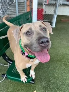 A young large-sized female American Staffordshire Terrier dog named Athena for adoption in Miami, FL