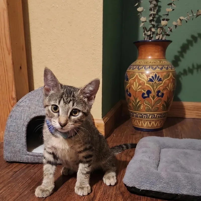 A baby medium-sized male Tabby (Gray / Blue / Silver) Domestic Short Hair cat named SKyBlue for adoption in Allen, TX
