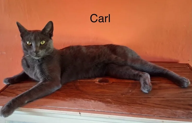 Carl thumbnail 2