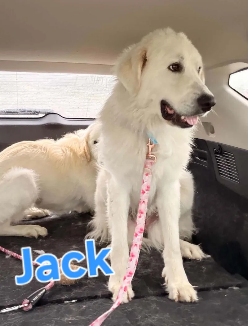 An adult large-sized male Great Pyrenees dog named Jack for adoption in Cedar Rapids, IA