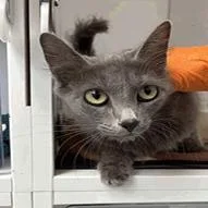An adult medium-sized female Domestic Short Hair cat named Rita for adoption in Indianapolis, IN