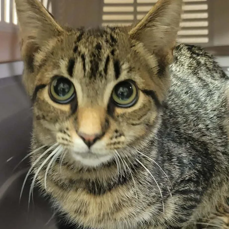 A baby small-sized male Brown / Chocolate Domestic Short Hair cat named Carl Dean for adoption in Concord, NC