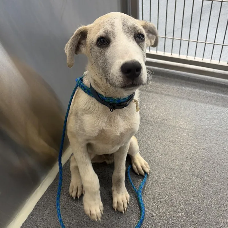 A baby small-sized male Yellow / Tan / Blond / Fawn Retriever dog named Lark for adoption in Montgomery, AL