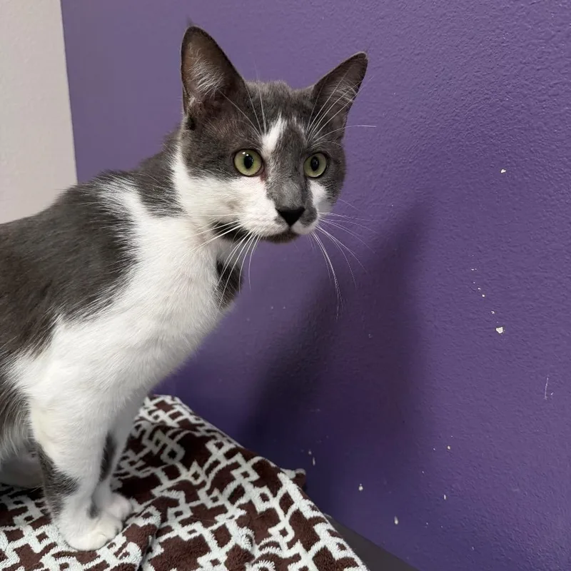 An adult large-sized male Gray / Blue / Silver Domestic Short Hair cat named River for adoption in Englewood, FL