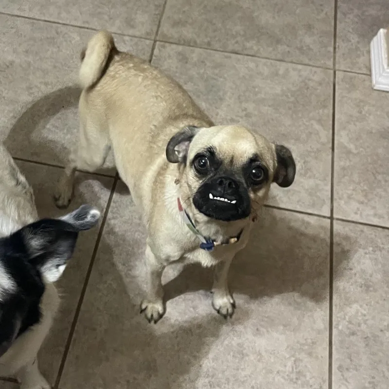 An adult small-sized female Yellow / Tan / Blond / Fawn Pug dog named Lucy for adoption in Prescott, AZ