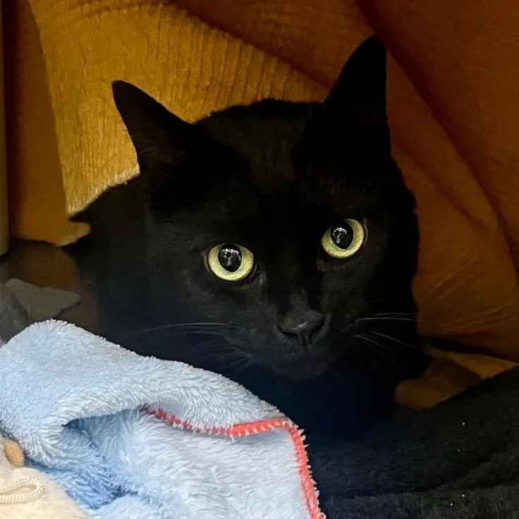 An adult medium-sized female Black Domestic Short Hair cat named Sasha for adoption in Prince Frederick, MD