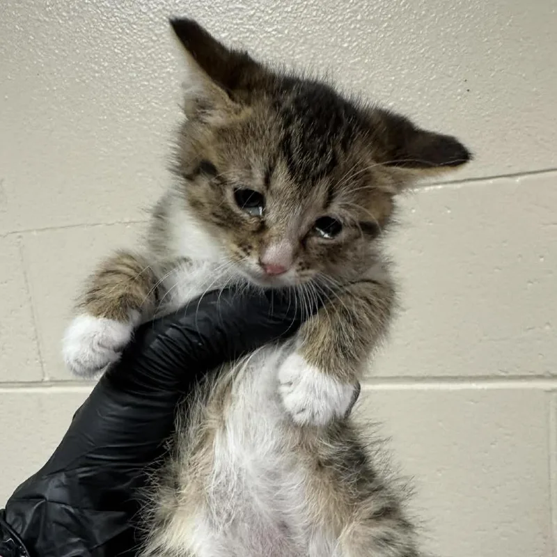 A baby small-sized female Brown / Chocolate Domestic Short Hair cat named Quail for adoption in Reno, NV
