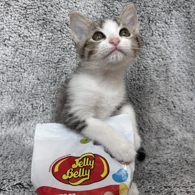 Jelly Belly thumbnail 6