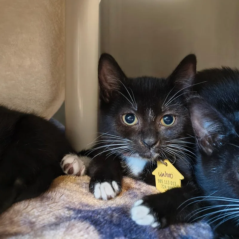 A baby small-sized female Gray / Blue / Silver Domestic Short Hair cat named Wahoo for adoption in Springfield, MA