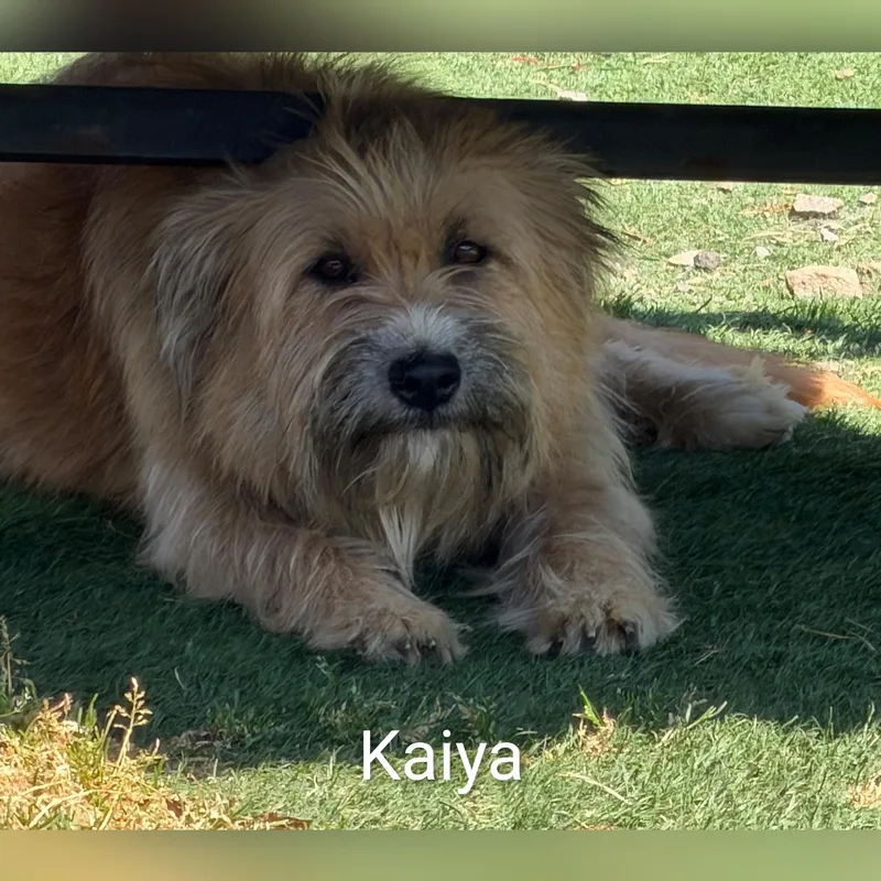 Kaiya