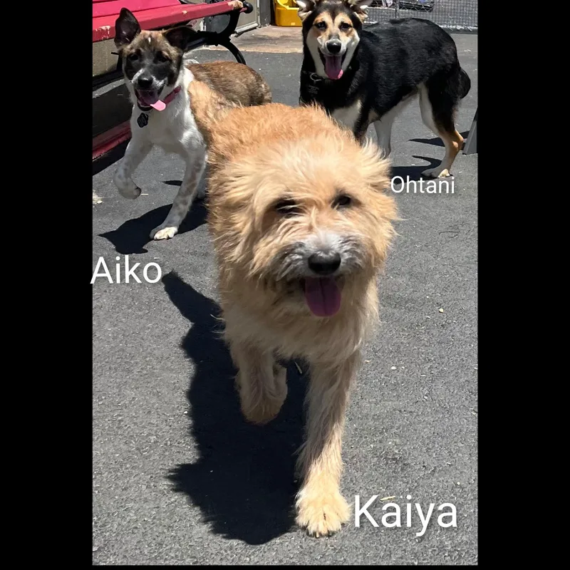 Kaiya thumbnail 3