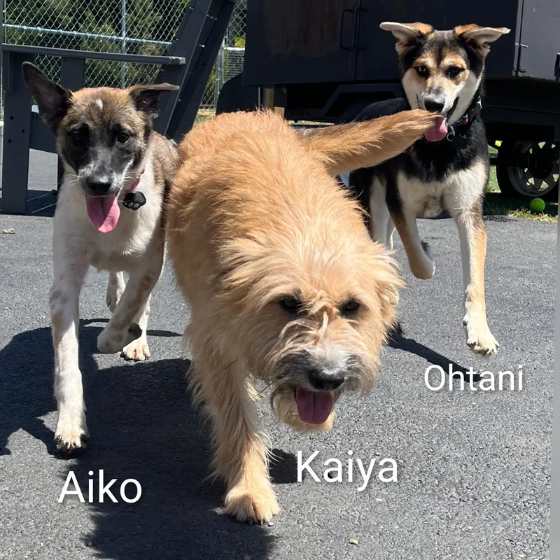 Kaiya thumbnail 6