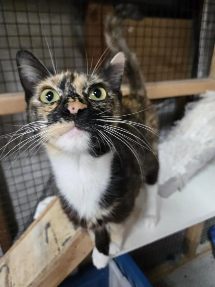 An adult medium-sized female Domestic Short Hair cat named Gretta for adoption in Salinas, CA