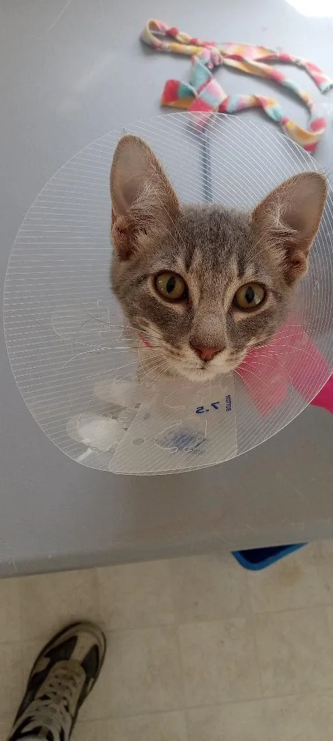 A young medium-sized female Buff & White Domestic Short Hair cat named Mochi for adoption in San Andreas, CA