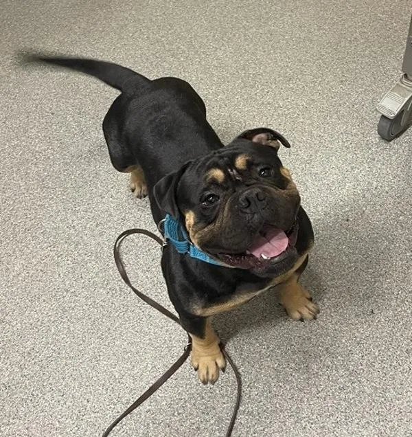 An adult medium-sized male American Bully dog named Bartholomew for adoption in Escondido, CA