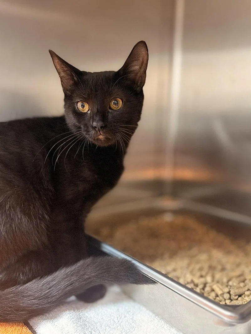 A baby medium-sized female Black Domestic Short Hair cat named Rose for adoption in Hilton Head Island, SC