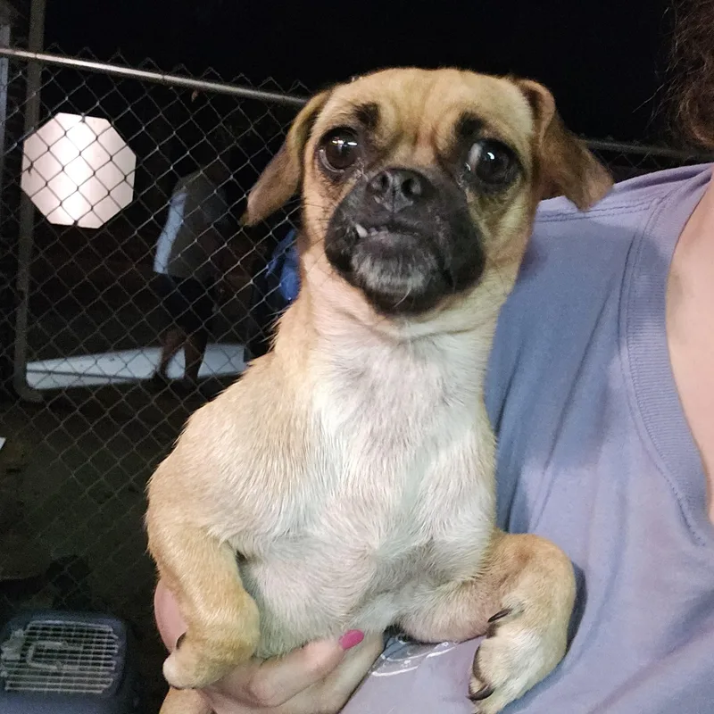 A young small-sized female Yellow / Tan / Blond / Fawn Pug dog named Hazel for adoption in Athens, AL