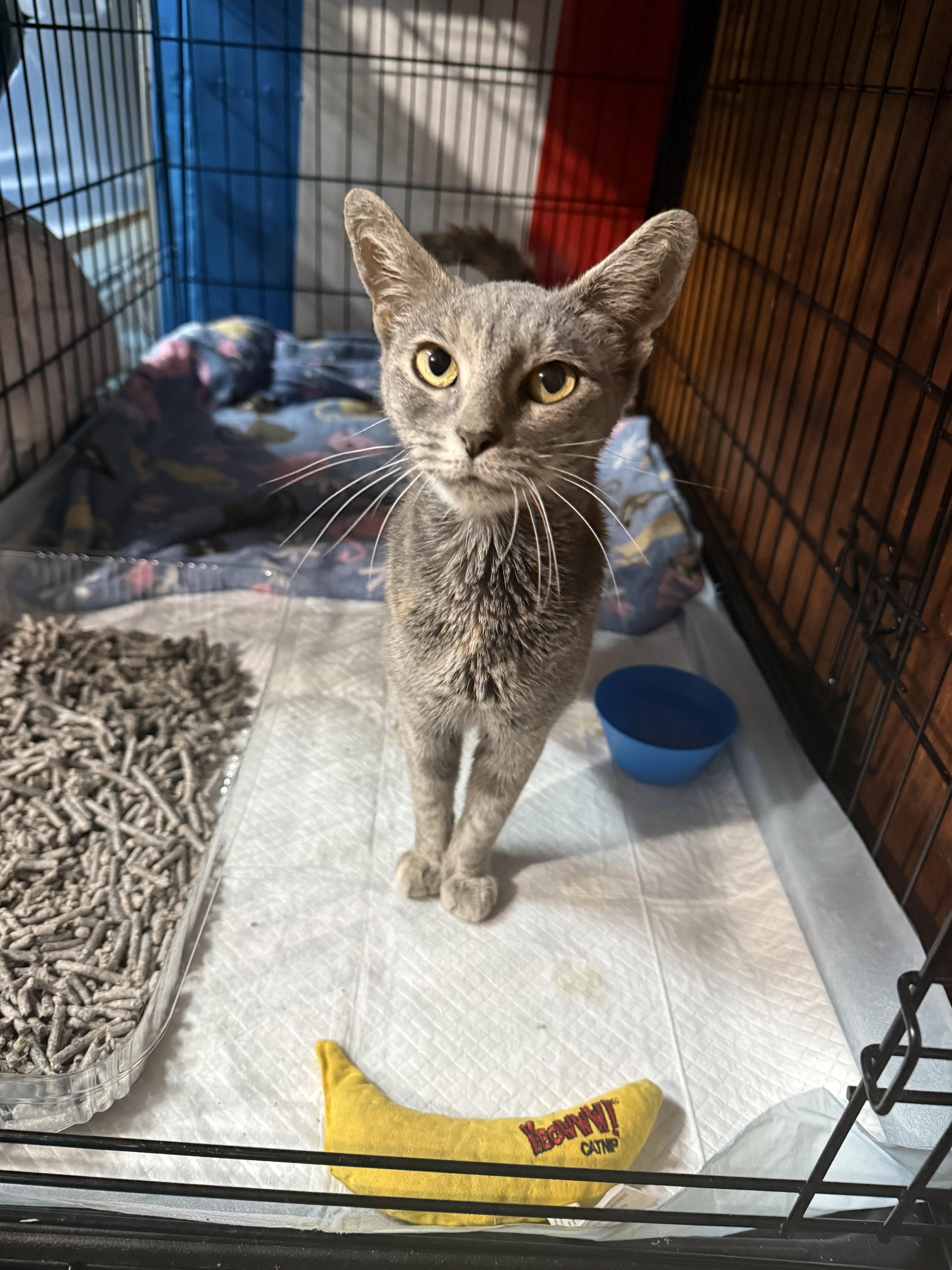 A young small-sized female Domestic Short Hair cat named Dolly for adoption in North Versailles, PA
