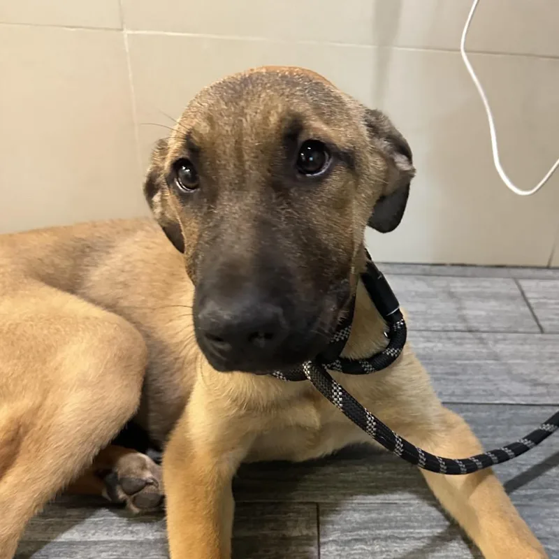 A young medium-sized male Yellow / Tan / Blond / Fawn Mixed Breed dog named Baxter for adoption in Jacksonville, FL