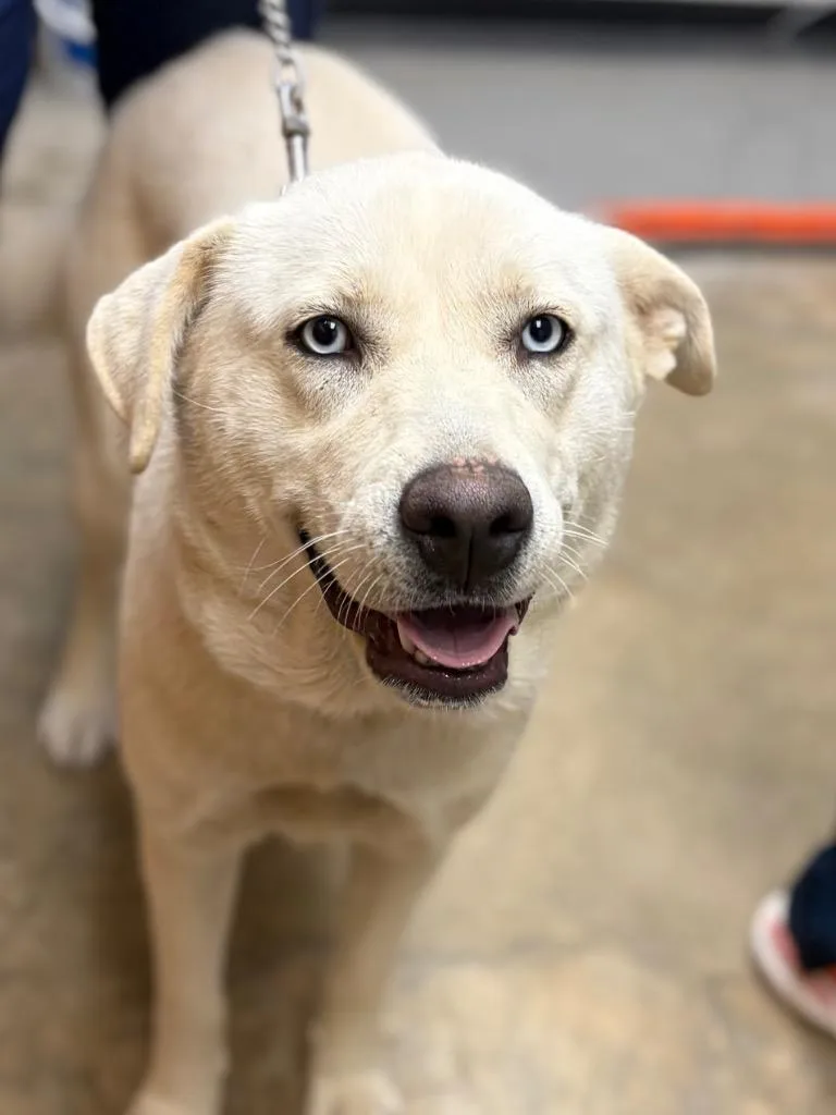 A young large-sized female Siberian Husky dog named Princesa for adoption in Lockhart, TX