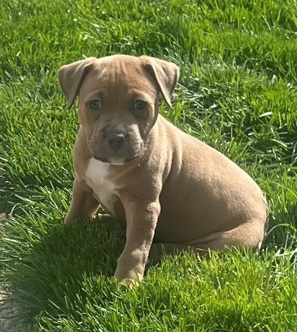 A baby medium-sized female Apricot / Beige Pit Bull Terrier dog named Bex for adoption in Parma Heights, OH