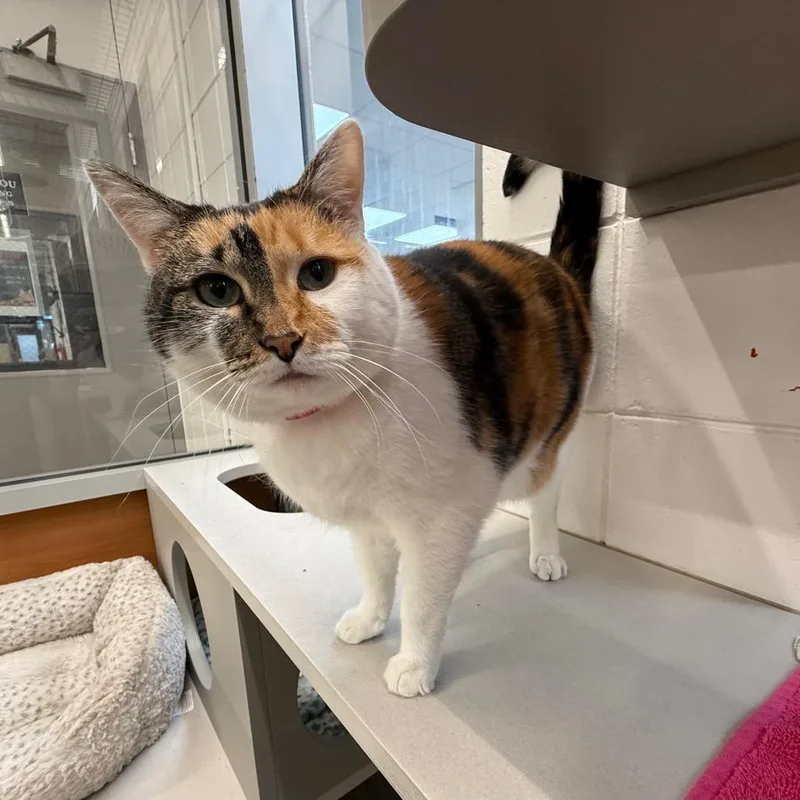 A senior large-sized female Calico Domestic Short Hair cat named Pancake for adoption in Saint Louis, MO
