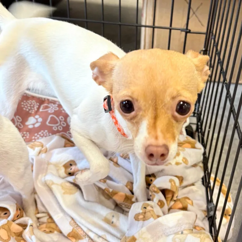 A young small-sized female White / Cream Chihuahua dog named Cher for adoption in Philadelphia, PA