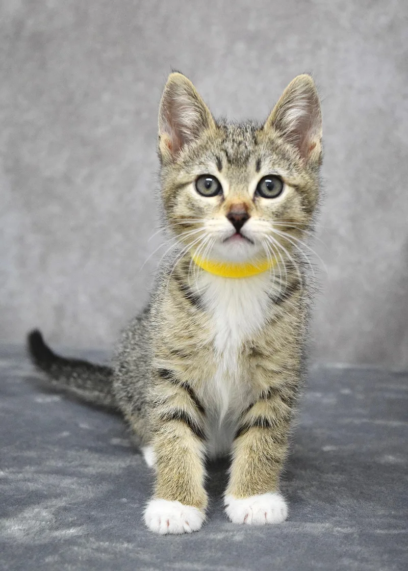 A baby medium-sized female Tabby (Brown / Chocolate) Domestic Short Hair cat named Bumper for adoption in Dublin, CA