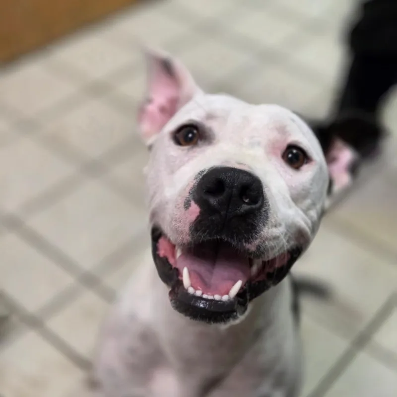 An adult medium-sized female White / Cream Mixed Breed dog named Porscha for adoption in Charleston, WV