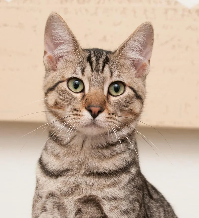 A baby medium-sized male Tabby (Brown / Chocolate) Tabby cat named Simon for adoption in Westminster, CO