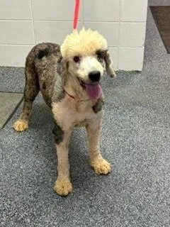 An adult large-sized female Standard Poodle dog named Silk for adoption in Lake Wylie, SC