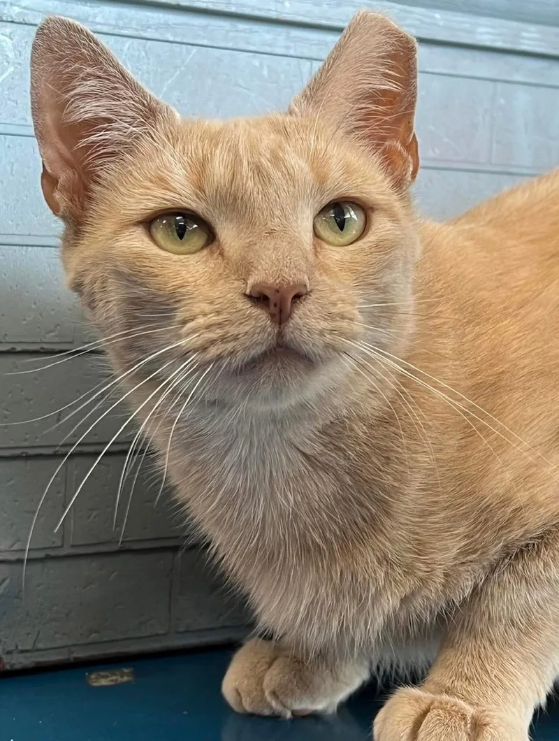 A young medium-sized female Buff / Tan / Fawn Domestic Short Hair cat named Dandelion for adoption in Johnston, RI