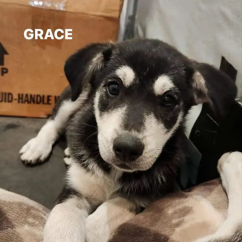 A baby large-sized female German Shepherd Dog dog named Grace for adoption in New London, WI