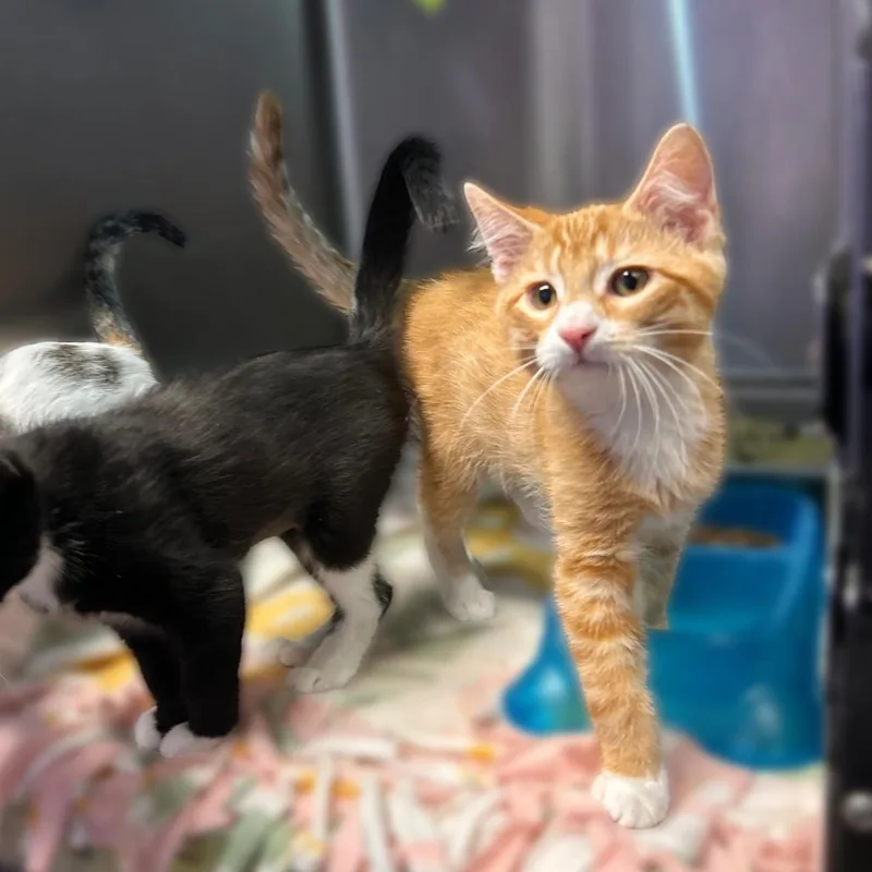 A baby small-sized male Orange / Red Domestic Short Hair cat named Licensed Surgeon for adoption in Davenport, IA