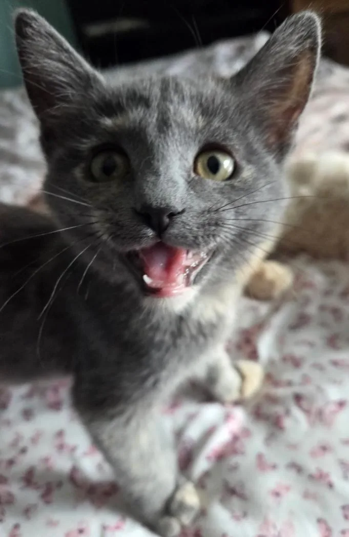 A young medium-sized female Domestic Medium Hair cat named Cinder for adoption in Phoenix, AZ