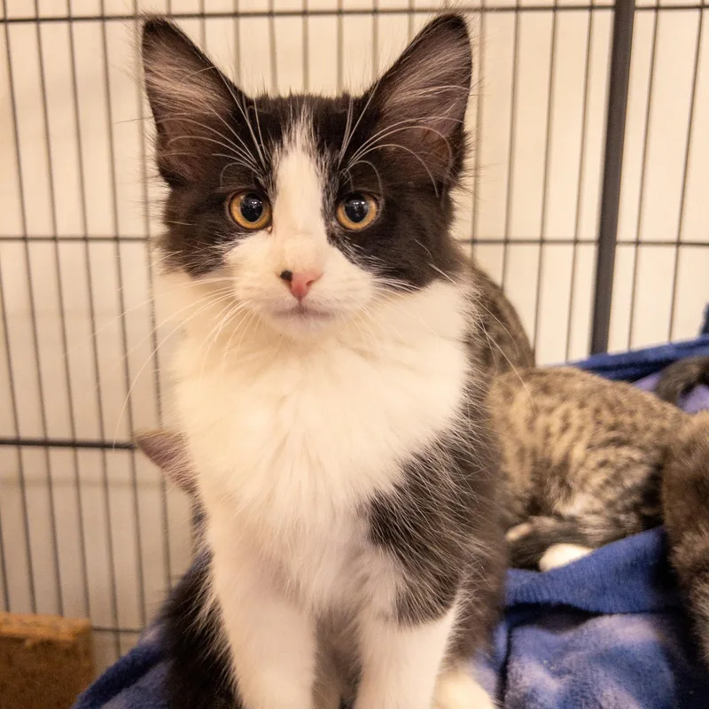 A baby medium-sized female Domestic Long Hair cat named Velvet for adoption in Overland Park, KS