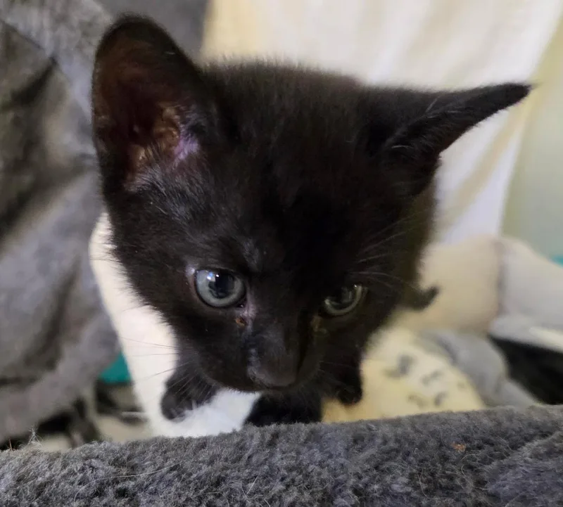 A baby medium-sized male Domestic Short Hair cat named Killian for adoption in Buford, GA