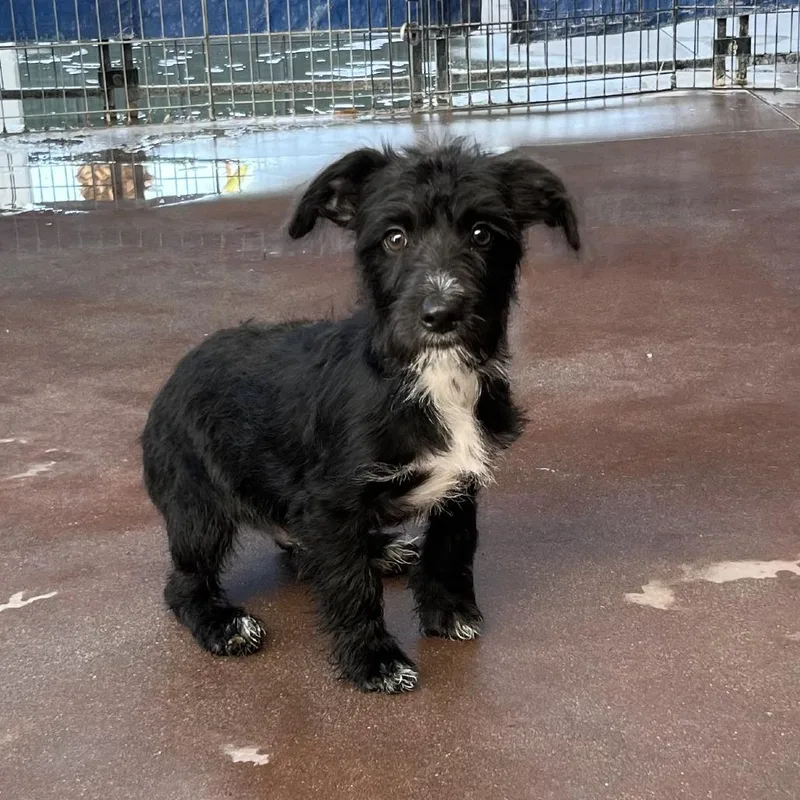 A baby medium-sized male Black Mixed Breed dog named Bart for adoption in Palm Springs, CA