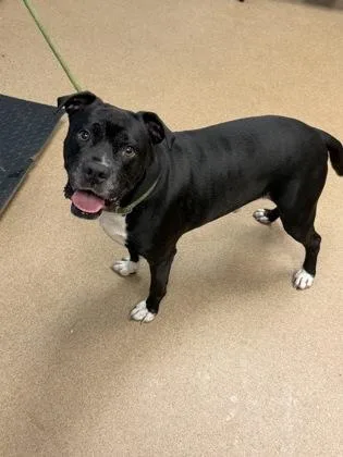 An adult large-sized male Mixed Breed dog named Blitzer for adoption in Chamblee, GA