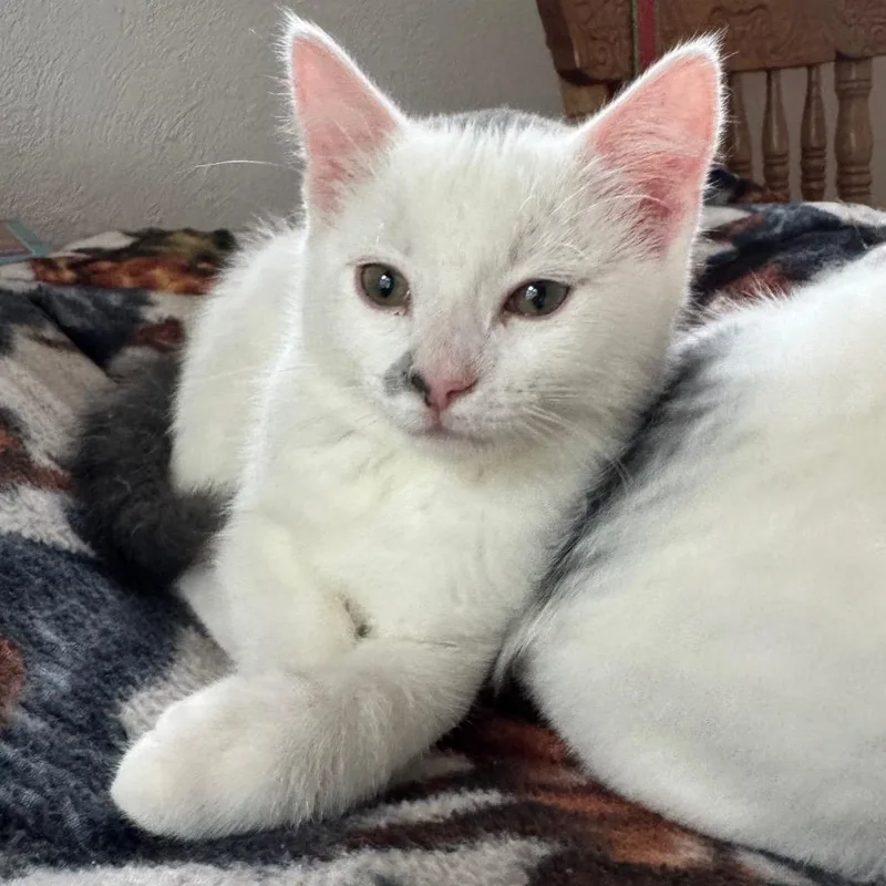 A baby small-sized male White Domestic Short Hair cat named Smudge for adoption in Laramie, WY