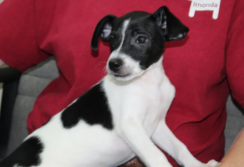 A baby medium-sized male Rat Terrier dog named Han Solo for adoption in Prattville, AL