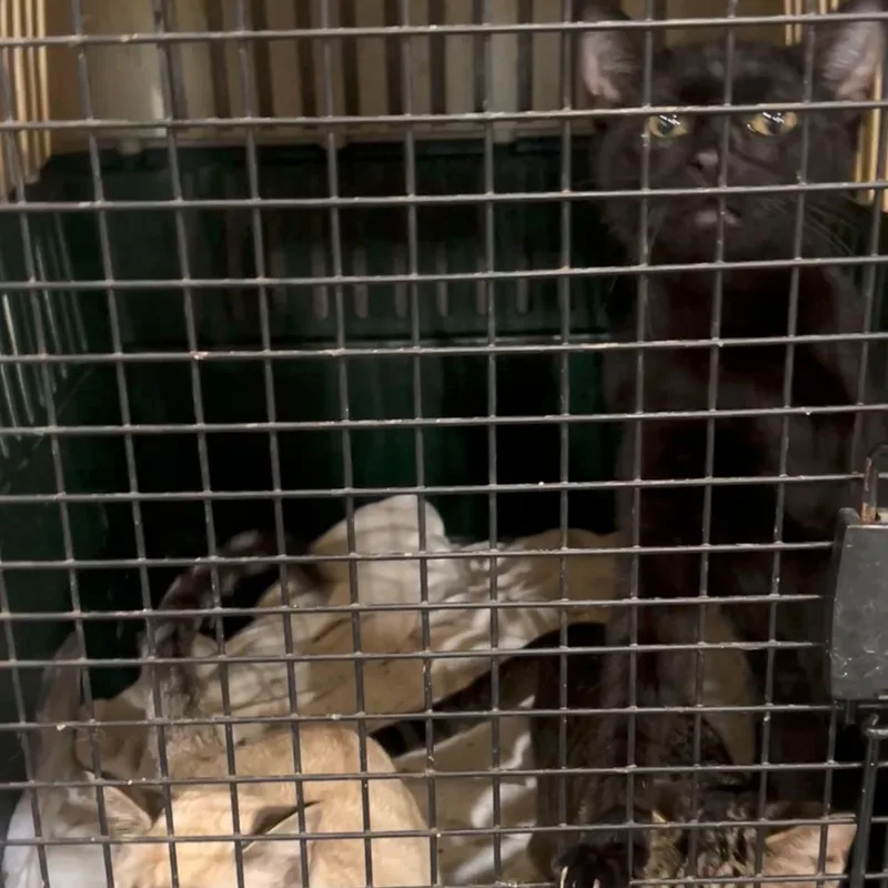 A baby medium-sized male Black Domestic Short Hair cat named A Sesame Roswell for adoption in Denver, CO