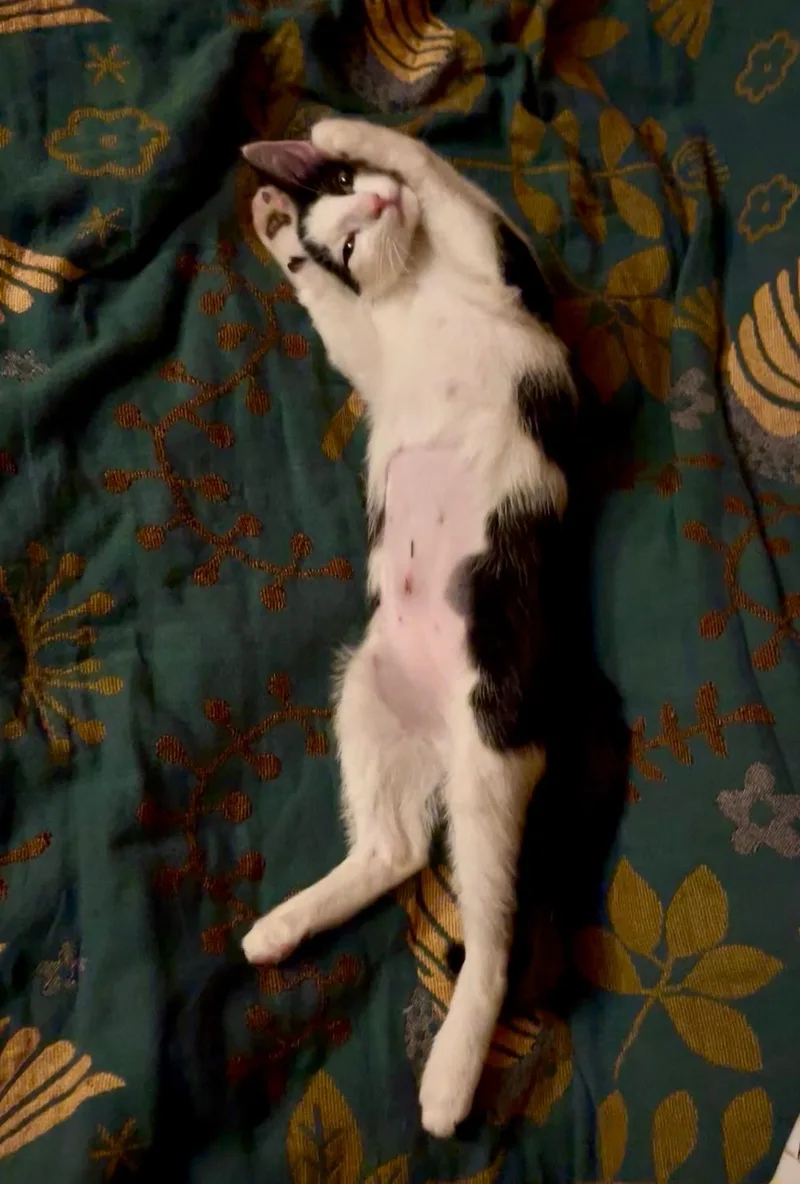 A baby medium-sized female Black Domestic Short Hair cat named Static for adoption in Brooklyn, NY