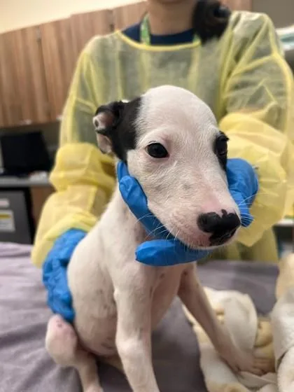 A baby small-sized male Mixed Breed dog named Donnie for adoption in Honolulu, HI