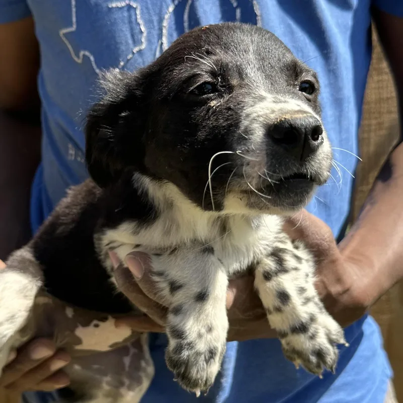 Buzzy  Local April thumbnail 2